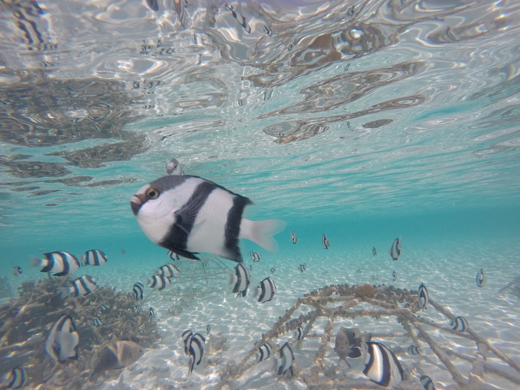 Kurumba, Maldives