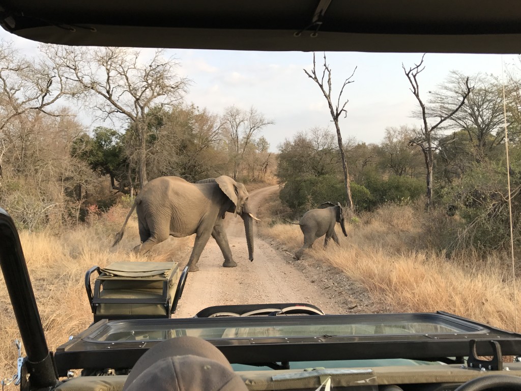 South African Safari