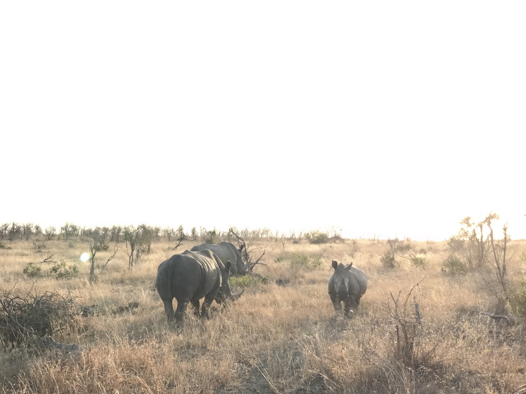 South African Safari